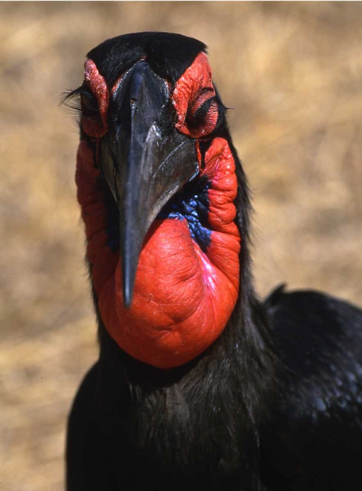Kenya, Samburu National Reserve Ground hornbill